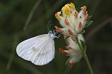 6128_Boswitje (m) - Plitvice N.P. (Kroatia)
